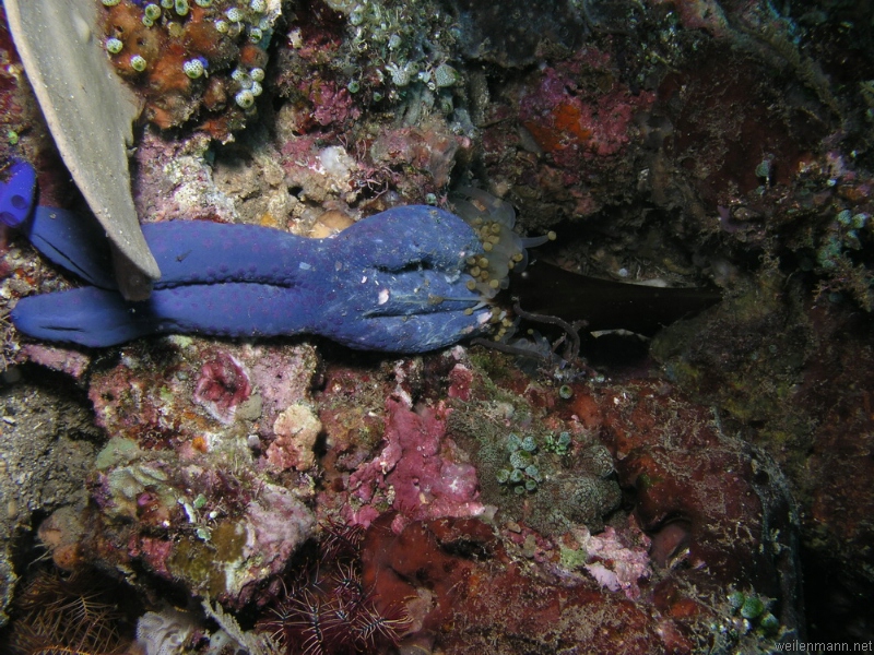 Anemone kills blue Starfish